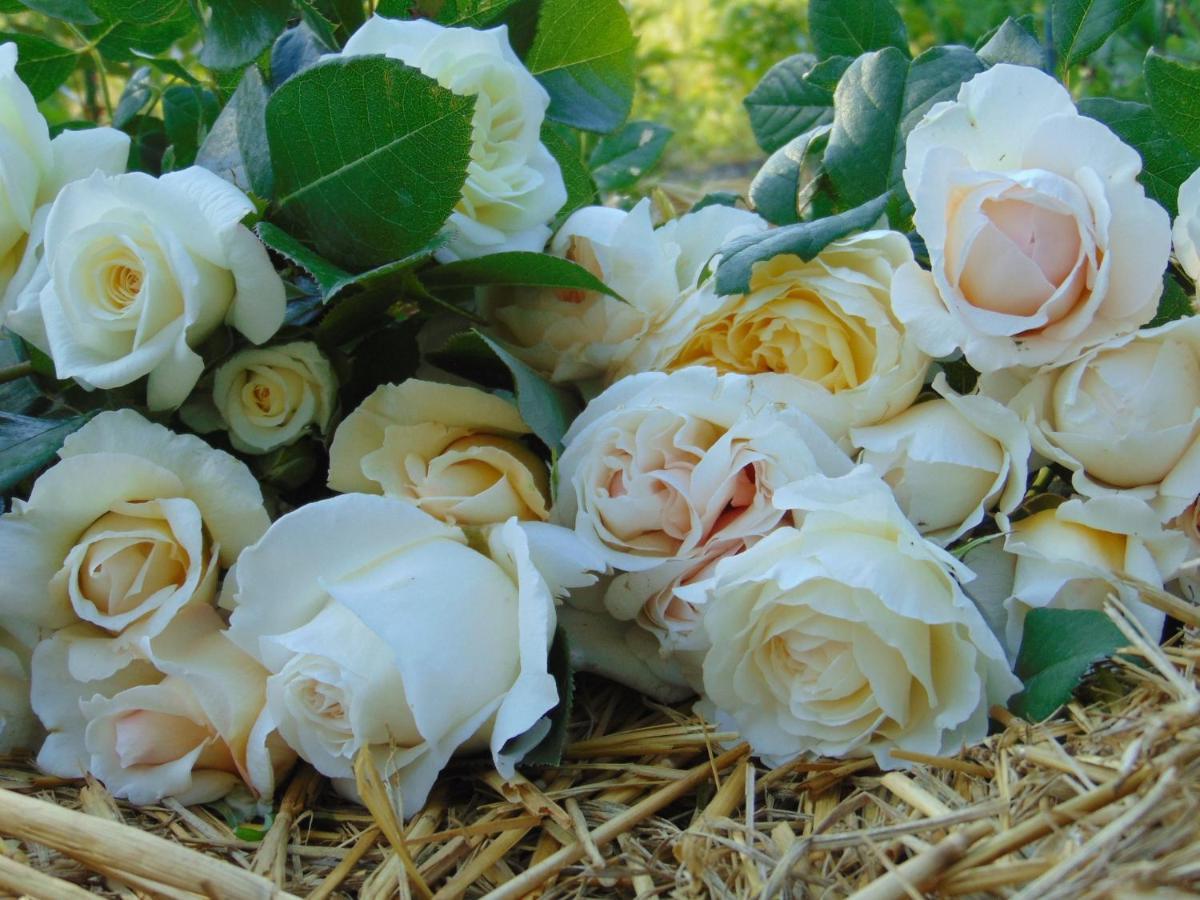 Fleurs De Brenne Gite Neuille-le-Lierre ภายนอก รูปภาพ